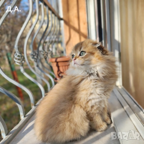 Scottish Fold , снимка 4 - Чинчили - 53786741