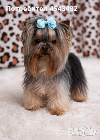 йоркширски териер 