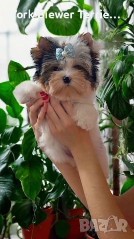 Йоркширски Териер! Най-добри приятели за семейство! Родословие, доставка , снимка 3 - Йоркширски териер - 52523173