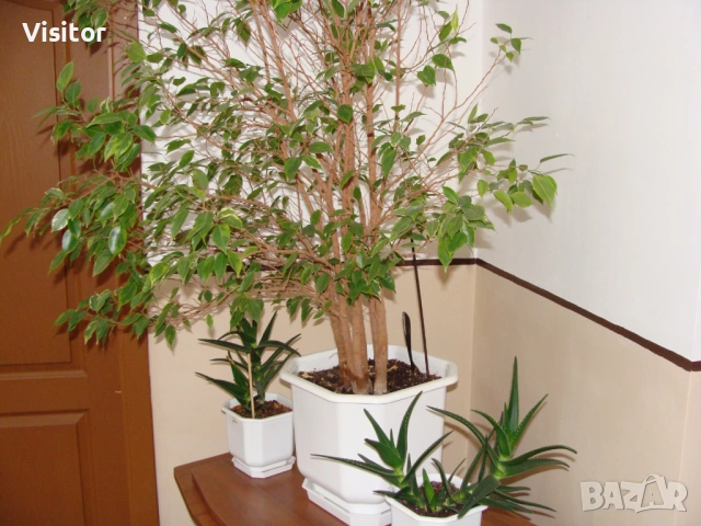 Sony Cyber-shot DSC-H10 , снимка 14 - Фотоапарати - 53456339