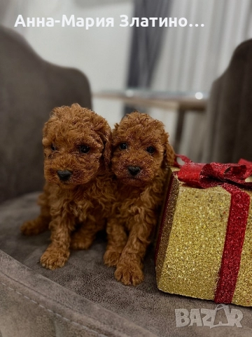 Момченце и момиченца той пудел, снимка 5 - Пудели - 52660405