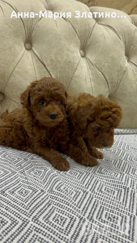 Той пудел момченца и момиченца, снимка 4 - Пудели - 52109767