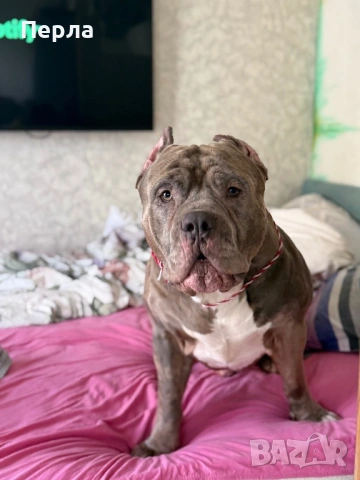 Американско Були ХЛ за разплод, снимка 15 - Други - 48276659