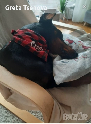 Чистокръвни доберманчета, снимка 5 - Доберман - 52678560