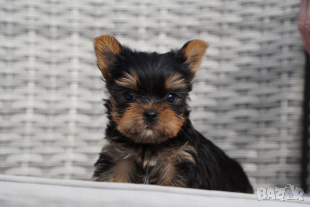 Йоркширски териер 