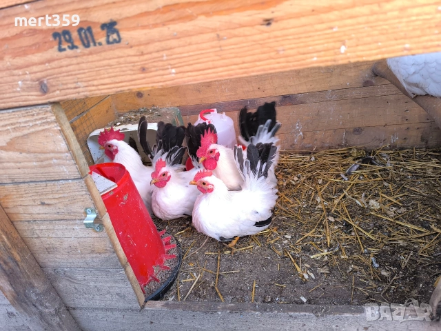 петли млади Шабо декоративни , снимка 6 - Кокошки и пуйки - 48935777