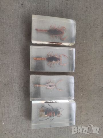 Препарирани насекоми, снимка 4 - Други стоки за дома - 46253974