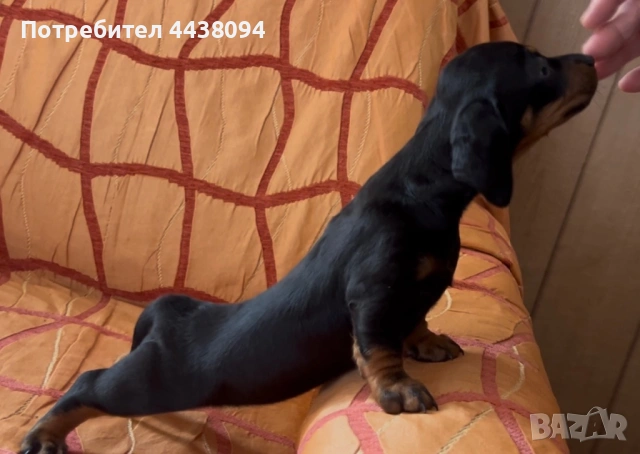 Продавам мини дакелчета , снимка 4 - Дакели - 53272079