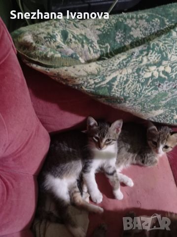 три  котенца от Варна търсят дом, снимка 1 - Други - 45627071