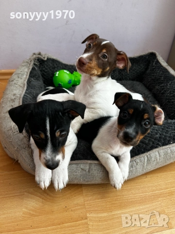 ДЖАК РЪСЕЛ С ВАКСИНА И ПАСПОРТ-2БР НАЛИЧНИ 1910251447