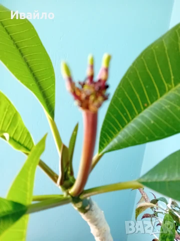 Плумерия - семена и растения, снимка 5 - Сортови семена и луковици - 50007881