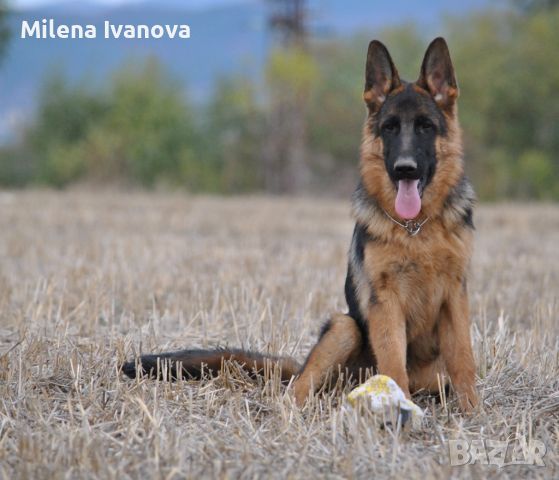 Младо мъжко куче от VA2 Asap v. Aldamar , снимка 5 - Немска овчарка - 45422727
