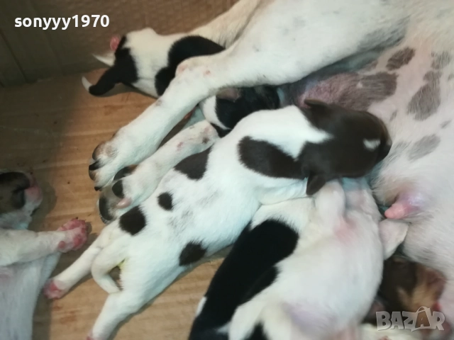 Джак Ръсел териер (Jack Russell Terrier) 2408250735, снимка 4 - Джак ръсел териер - 51469592