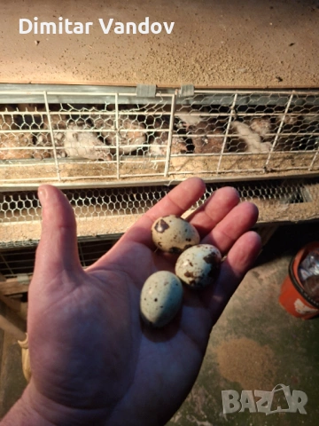 Пресни пъдпъдъчи яйца , снимка 4 - Домашни продукти - 53272928