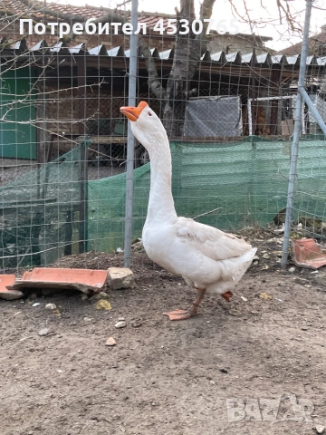 Мъжки Холмогорски Гъски, снимка 7 - Патици и гъски - 53677821