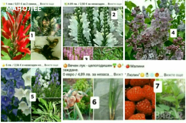 🪻🪴🪷🎁7 вида студоустойчиви растения❄️☃️ -