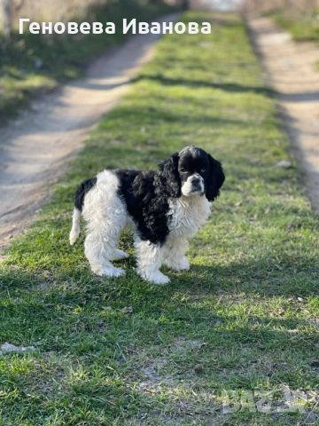 Американски кокер шпаньол-възможен транспорт