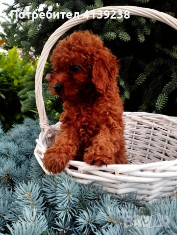 Той пудел , снимка 2 - Пудели - 46324560