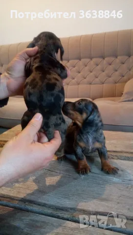 Дакел,мини дакели, снимка 5 - Дакели - 49667778