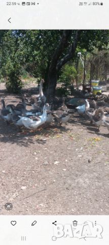 Млади гъски, снимка 1 - Патици и гъски - 46475744