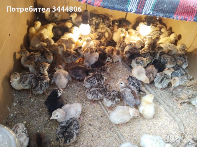  Селски пуйчета и пилета, снимка 1 - Кокошки и пуйки - 44926582