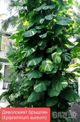 Дяволски бръшлян за саксийно отглеждане 