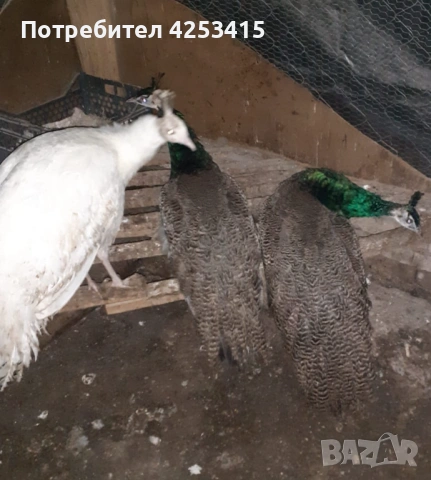 Продавам паунчета на 9 месеца , снимка 9 - други­ - 52271846