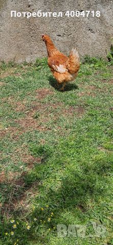 продавам кокошки носачки ломан Браун на 12 месеца, снимка 1 - Други животни - 45466606