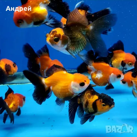 Оранди златна рибка