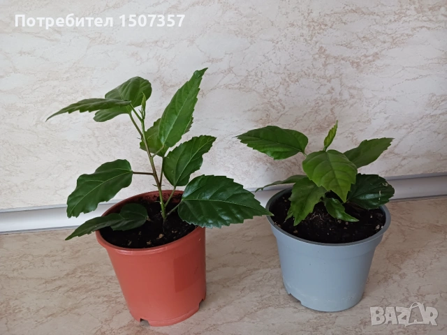 Китайска роза - червени цветове / хибискус / каркаде, снимка 2 - Стайни растения - 54178250