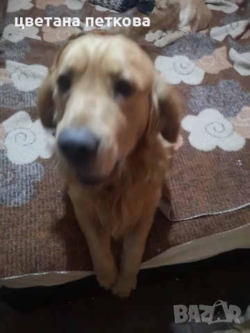 Голдън ретривър , снимка 3 - Голдън ретривър - 53220324