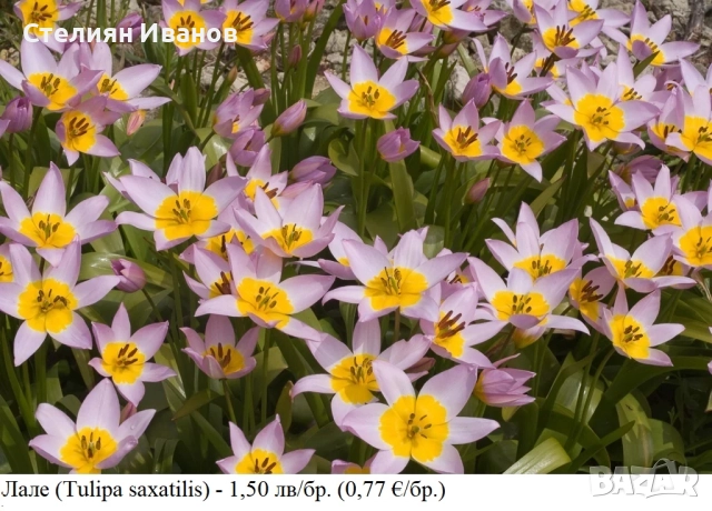 БОТАНИЧЕСКИ ЛАЛЕТА – ЛУКОВИЦИ, снимка 15 - Сортови семена и луковици - 52372825