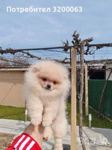 Померан мъжко , снимка 4 - Померан - 53985914