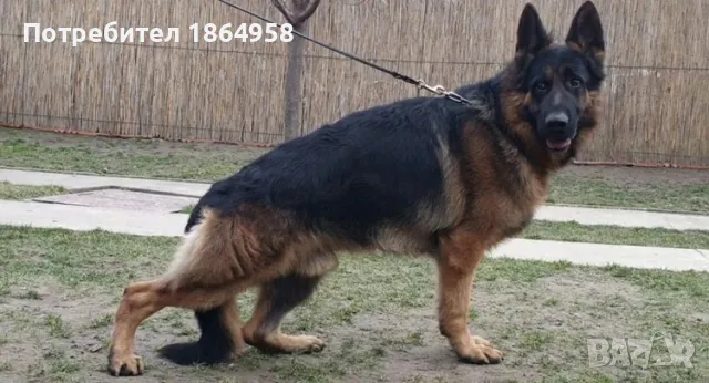 Бебета Немска Овчарка Доставка, снимка 8 - Немска овчарка - 50038663