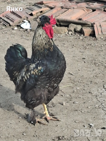 Разплодни яйца, снимка 10 - Кокошки и пуйки - 54241961