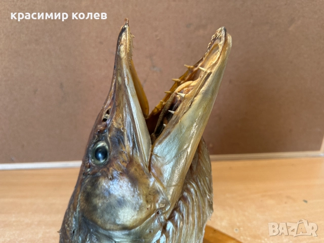 голяма препарирана глава на щука/сувенир за стена/, снимка 2 - Декорация за дома - 52898619