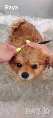 Къпане на домашни любимци, снимка 3 - Ветеринари и услуги - 45239247