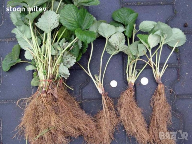 разсад ягоди малиби и капини, снимка 7 - Сортови семена и луковици - 53750922