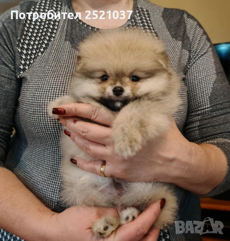 Мини померанчета момиченца и момченца, снимка 12 - Померан - 53174536