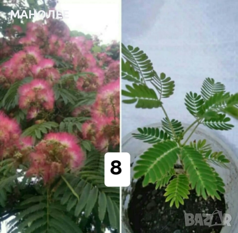 15 вида цветя и растения, снимка 9 - Градински цветя и растения - 51604084