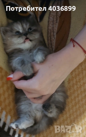 Персийски котета 