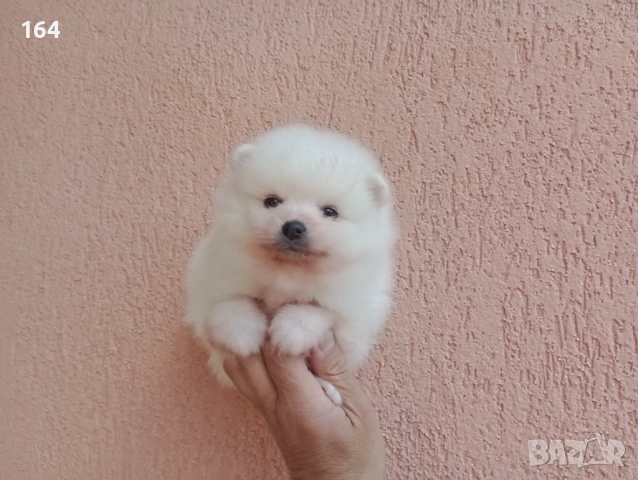 Бели Померани. Реални снимки !!! , снимка 9 - Померан - 54126669