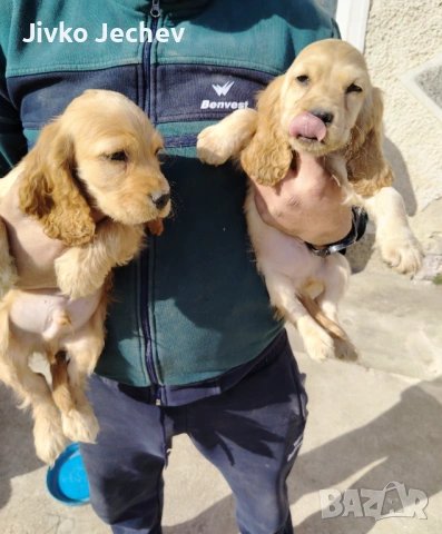 Кокер Шпаньол 