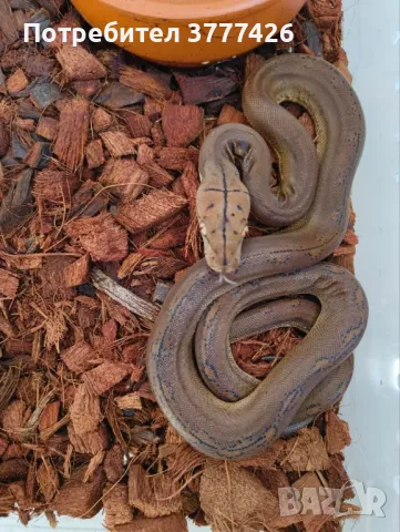 Мрежест Питон / Python reticulatus, снимка 7 - Змии - 42661689