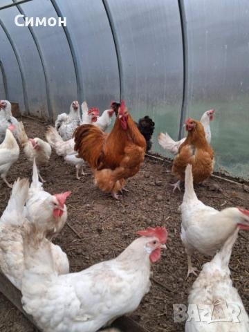 Петли орпингтон , снимка 5 - Кокошки и пуйки - 53260821