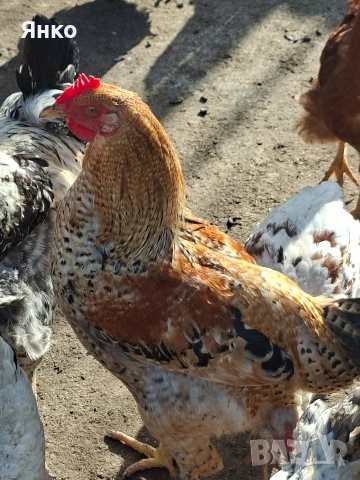 Домашни петли, снимка 14 - Кокошки и пуйки - 52912712