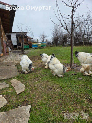 Продавам разплодни яйца от Колумбийска [Light Brahma], снимка 3 - Кокошки и пуйки - 53811490