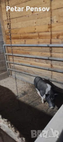 Виетнамски нерез