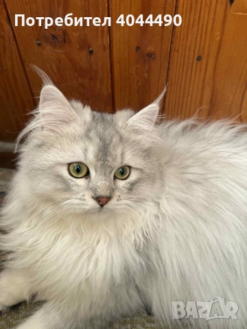 Британска дългокосместа сребърна чинчила