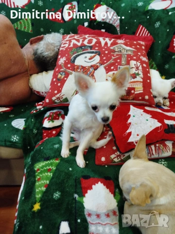 Мъжко мини чихуахуа, снимка 9 - Чихуахуа - 52417903